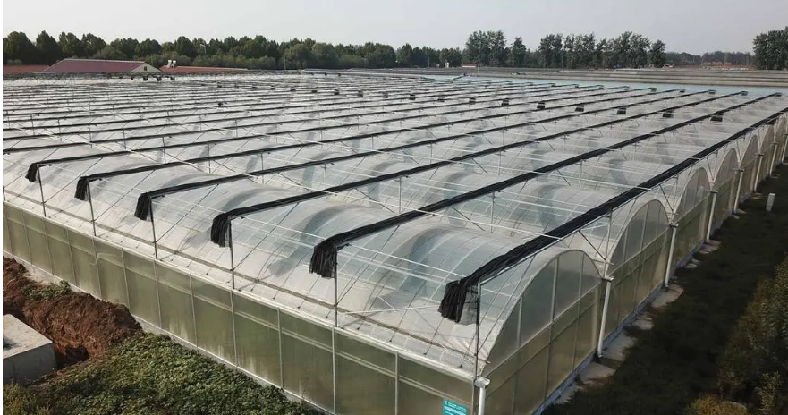连栋温室大棚与单栋温室的优势